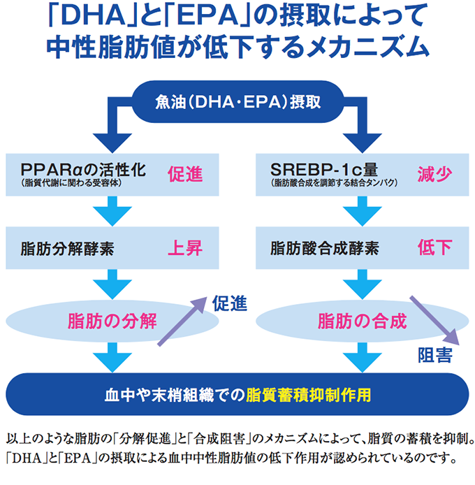 「DHC」と「EPA」の摂取によって中性脂肪値が低下するメカニズム